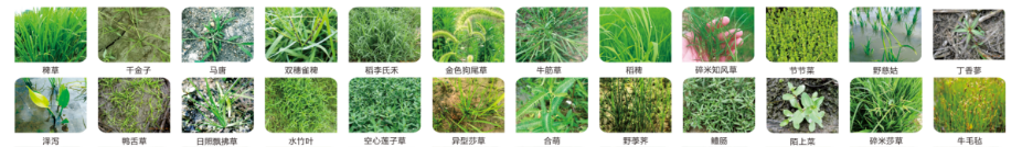 草谱图.png